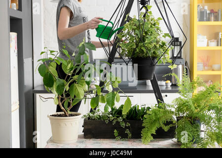 Mid section of woman watering lierre suspendu dans la cuisine Banque D'Images