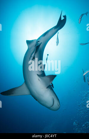 Bull shark (Carcharhinus leucas), entouré de petits poissons, vue sous-marine, Playa del Carmen, Quintana Roo, Mexique Banque D'Images