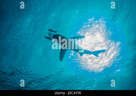 Requin à pointe blanche (Carcharhinus longimanus) Nager avec les petits poissons, low angle view, vue sous-marine, l'île Brothers, Egypte Banque D'Images