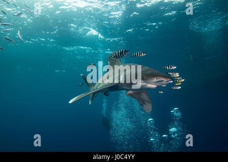 Requin à pointe blanche (Carcharhinus longimanus) Nager avec les poissons pilotes, vue sous-marine, l'île Brothers, Egypte Banque D'Images