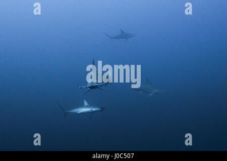 Requin marteau halicorne (Sphyrna lewini), vue sous-marine, Daedalus reef, Egypte Banque D'Images