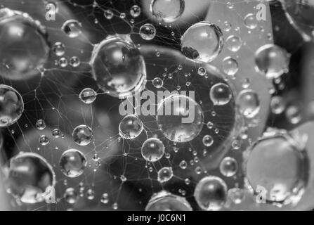 Résumé photo de gouttelettes de pluie dans une araignée. Le noir et blanc Banque D'Images