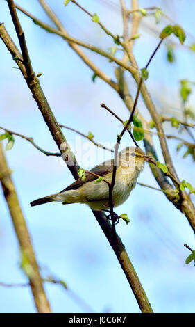 Willow Warbler (Phylloscopus trochilus) Kent, UK, avril 2017 Banque D'Images