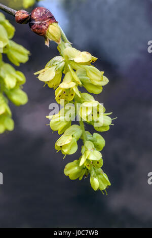 Corylopsis sinensis, hiver Hazel close up Banque D'Images