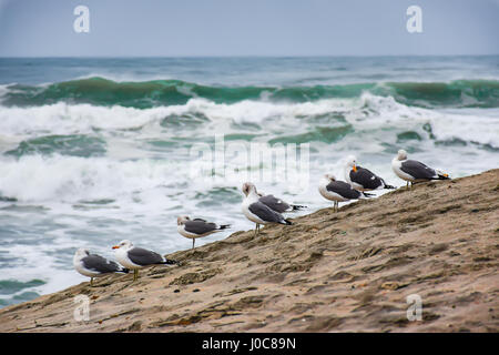 Date palmier au coucher du soleil au lac Salton, California Banque D'Images