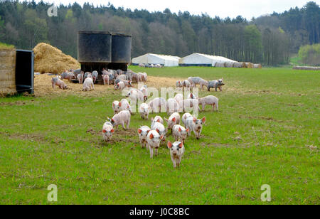 Les porcs en plein air à la ferme, North Norfolk, Angleterre Banque D'Images