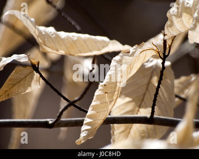 Les feuilles séchées s'accrocher à une branche dans la lumière du soleil. Banque D'Images
