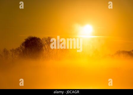 Photo horizontale avec paysage avec plusieurs arbres et bush capturés au début de matinée de printemps. La terre est couverte par le brouillard avec en arrière-plan qui colo Banque D'Images