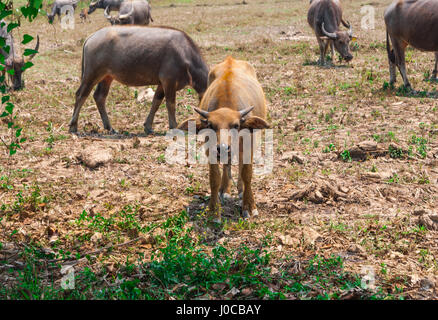 Jolies Jeunes Golden Buffalo bouche léchant en thaï Terrain rustique Banque D'Images