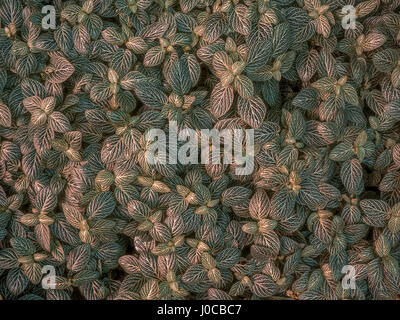 Plantes plein cadre Banque D'Images