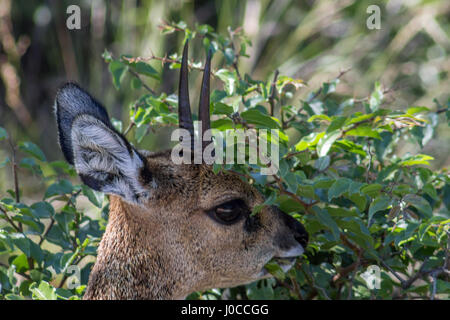 Photo gros plan de manger le klipspringer les feuilles d'une branche Banque D'Images