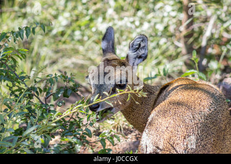 Photo gros plan de manger le klipspringer les feuilles d'une branche Banque D'Images