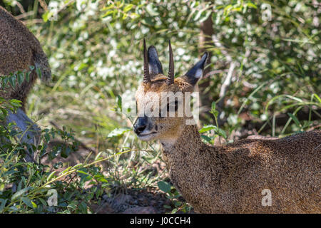 Photo gros plan de klipspringer regardant la caméra Banque D'Images