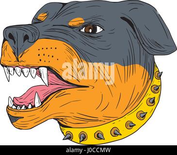 Croquis dessin illustration de style agressif un chien Rottweiler Metzgerhund-mastiff chien de protection head montrant les dents isolées sur fond blanc. Illustration de Vecteur