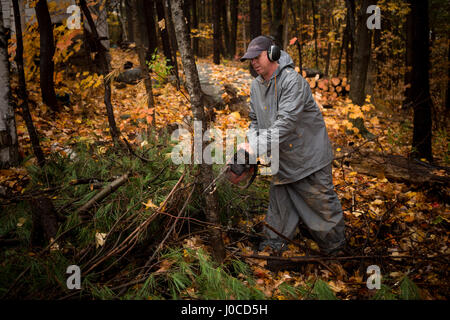 Homme mûr à l'aide de tronçonneuse en forêt d'automne, l'État de New York, USA Banque D'Images