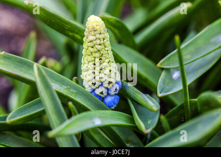 Muscari 'Montagne Lady' Clog close up flower Banque D'Images