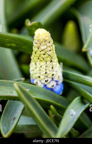 Muscari 'Mountain Lady' la jacinthe de raisin gros plan fleur le bourgeon de Muscari Banque D'Images