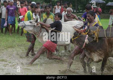 Bull race, Bengale occidental, Inde, Asie Banque D'Images