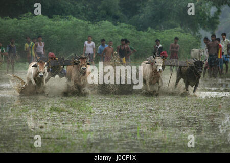 Bull race, Bengale occidental, Inde, Asie Banque D'Images