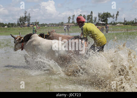 Bull race, Bengale occidental, Inde, Asie Banque D'Images