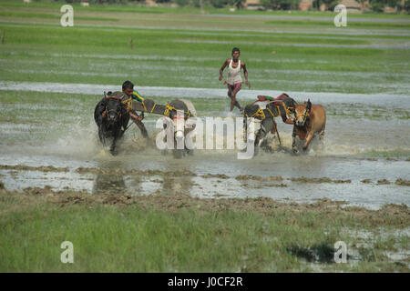 Bull race, Bengale occidental, Inde, Asie Banque D'Images