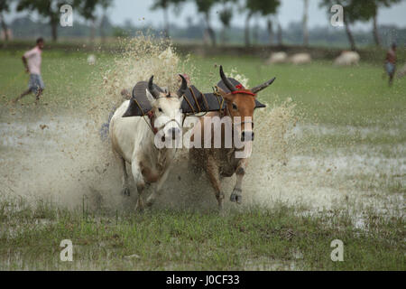 Bull race, Bengale occidental, Inde, Asie Banque D'Images