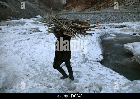 Homme transporter le bois sur l'épaule, trek chadar, Ladakh, le Jammu-et-Cachemire, l'Inde, l'Asie Banque D'Images