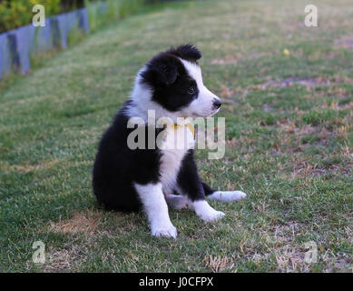 Bebe Border Collie Photo Stock Alamy