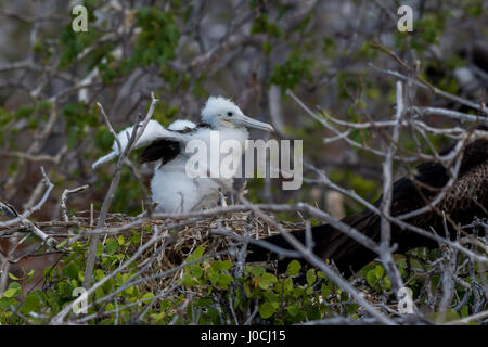 Une frégate superbe (Fregata magnificens) bébé dans un nid sur l'île Seymour Nord sur les îles Galapagos. Banque D'Images