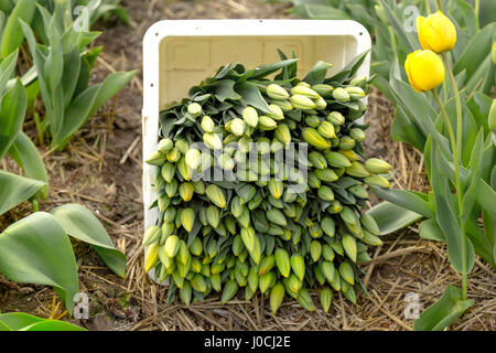 Still Life de tulipes fraîchement cueillies dans une caisse en plastique dans un réservoir en champ, près de Keukenhof, Lisse, Hollande méridionale, Pays-Bas. Banque D'Images