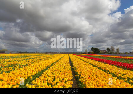 Une explosion de couleurs au printemps avec des tulipes en fleurs sous un ciel nuageux, Voorhout, Hollande-du-Sud, le Nederlands. Banque D'Images