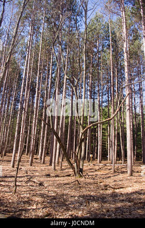 Arbre tordu dans une forêt de pins Banque D'Images