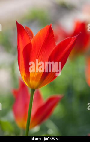 Close up of Tulip Tulipa/ballerine floraison dans un jardin anglais Banque D'Images