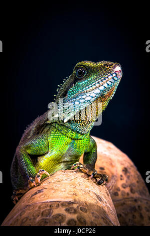 Lézard Reptile Dragon Banque D'Images