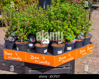 Un affichage de Bee Friendly plantes pour la vente dans un centre jardin ici CASSIS Ribes sanguineum floraison le roi Édouard VII Banque D'Images