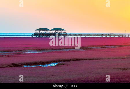 Coucher du soleil à la plage rouge, situé dans le Delta du Liaohe à 30km au sud ouest de Zhenjiang City, Liaoning, Chine. Banque D'Images