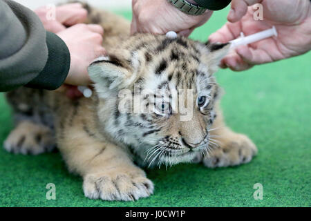 Leipzig, Allemagne. Apr 11, 2017. L'un de deux six semaines tigres bébé être vacciné pour la première fois au Zoo de Leipzig, Allemagne, 11 avril 2017. Les vaccinations sont répétées 3 à 4 fois dans la première année. Le bébé tigre pèsent environ 6 kg et la mère pèse 350 kg. Le Zoo est en train de nommer les deux bébés tigres. Photo : Jan Woitas/dpa-Zentralbild/dpa/Alamy Live News Banque D'Images