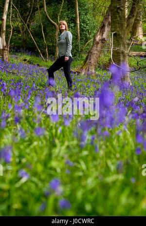 Preston, Royaume-Uni. Apr 11, 2017. Un affichage glorieux de jacinthes dans les bois accueille les visiteurs à Lancashire Wildlife Trust, la Réserve Naturelle de Brockholes, Preston, le printemps continue à s'épanouir dans le nord ouest de l'Angleterre. Photo par Paul Heyes, mardi 11 avril, 2017. Crédit : Paul Heyes/Alamy Live News Banque D'Images