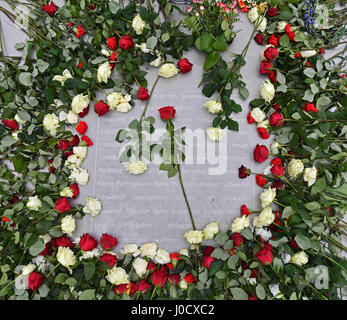 Weimar, Allemagne. Apr 11, 2017. Roses rouges et blanches sur le terrain dans le camp de concentration de Buchenwald, près de Weimar, Allemagne, 11 avril 2017. Un événement marquant le 72e anniversaire de la libération du camp a eu lieu aujourd'hui. Plus de 200 visiteurs se souvint de la libération du camp par une minute de silence a commencé à 15 h 15, heure à laquelle un détachement de soldats américains sont arrivés au camp en 1945. Photo : Martin Schutt/dpa-Zentralbild/dpa/Alamy Live News Banque D'Images