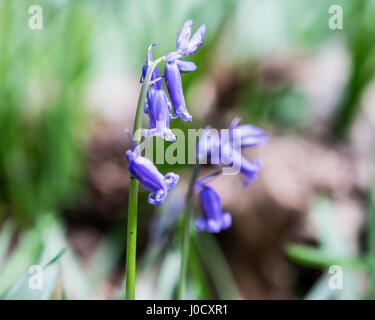 Bluebell flowers, Hyacinthoides non-scripta (Endymion non-scriptus), Printemps fleurs sauvages Banque D'Images