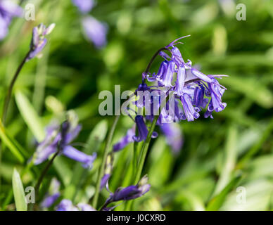 Bluebell flowers, Hyacinthoides non-scripta (Endymion non-scriptus), Printemps fleurs sauvages Banque D'Images