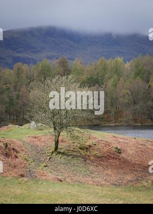 Tarn Hows près de Coniston, Cumbria, Royaume-Uni. 12 avr, 2017. Personnes bénéficiant d'une promenade autour de cette zone naturelle National Trust du quartier du lac un jour de temps couvert avec quelques averses et soleil. © DTNews/Alamy Vivre Crédit : Dan Tucker/Alamy Live News Banque D'Images