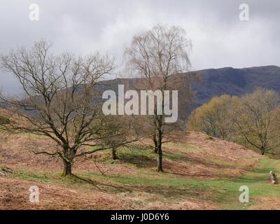 Tarn Hows près de Coniston, Cumbria, Royaume-Uni. 12 avr, 2017. Personnes bénéficiant d'une promenade autour de cette zone naturelle National Trust du quartier du lac un jour de temps couvert avec quelques averses et soleil. © DTNews/Alamy Vivre Crédit : Dan Tucker/Alamy Live News Banque D'Images