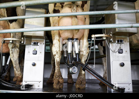 Machine à traire les vaches et au Rotary de farm Banque D'Images