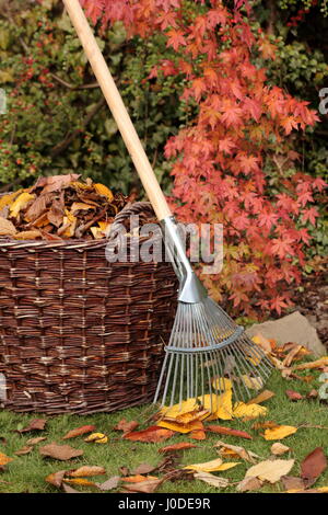 Les feuilles tombées d'une pelouse de jardin dans un panier tissé lors d'une journée d'automne, au Royaume-Uni Banque D'Images