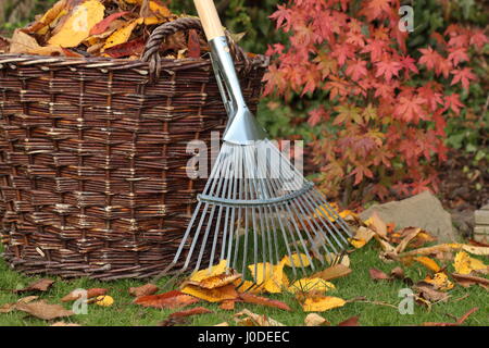 Les feuilles tombées d'une pelouse de jardin dans un panier tissé lors d'une journée d'automne, au Royaume-Uni Banque D'Images