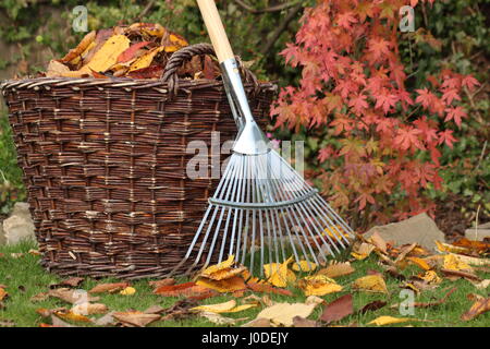 Les feuilles tombées d'une pelouse de jardin dans un panier tissé lors d'une journée d'automne, au Royaume-Uni Banque D'Images