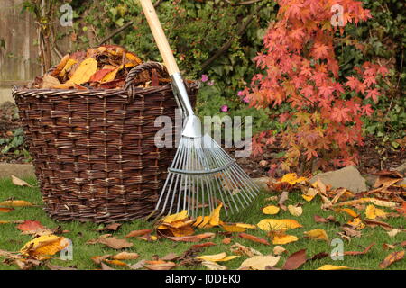 Les feuilles tombées d'une pelouse de jardin dans un panier tissé lors d'une journée d'automne, au Royaume-Uni Banque D'Images