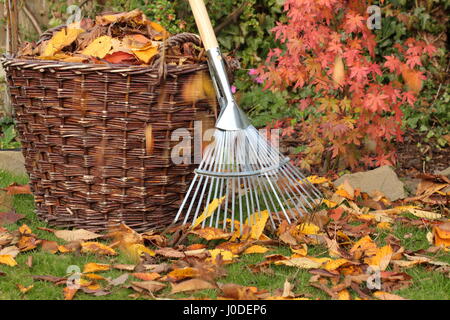 Les feuilles tombées d'une pelouse de jardin dans un panier tissé lors d'une journée d'automne, au Royaume-Uni Banque D'Images