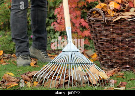 Une femme tombée jusqu'râteaux jardinier arbre feuilles de cerisier (Prunus) dans un panier tissé à partir d'un jardin pelouse dans le cadre de tâches d'entretien de pelouse d'automne - Octobre Banque D'Images